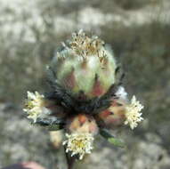 Plancia ëd Leucadendron sericeum (Thunb.) R. Br.