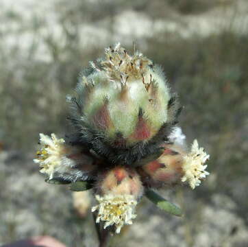 Image of Leucadendron sericeum (Thunb.) R. Br.