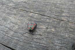 Image of six-spot burnet