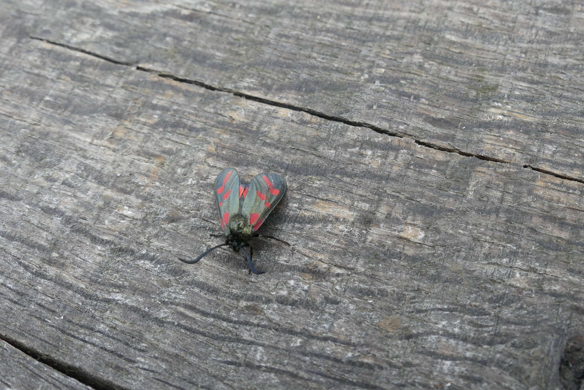 Image of six-spot burnet