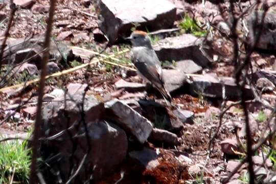 Image of Rufous-naped Ground Tyrant