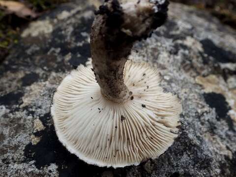 Imagem de Tricholoma atrosquamosum Sacc. 1887