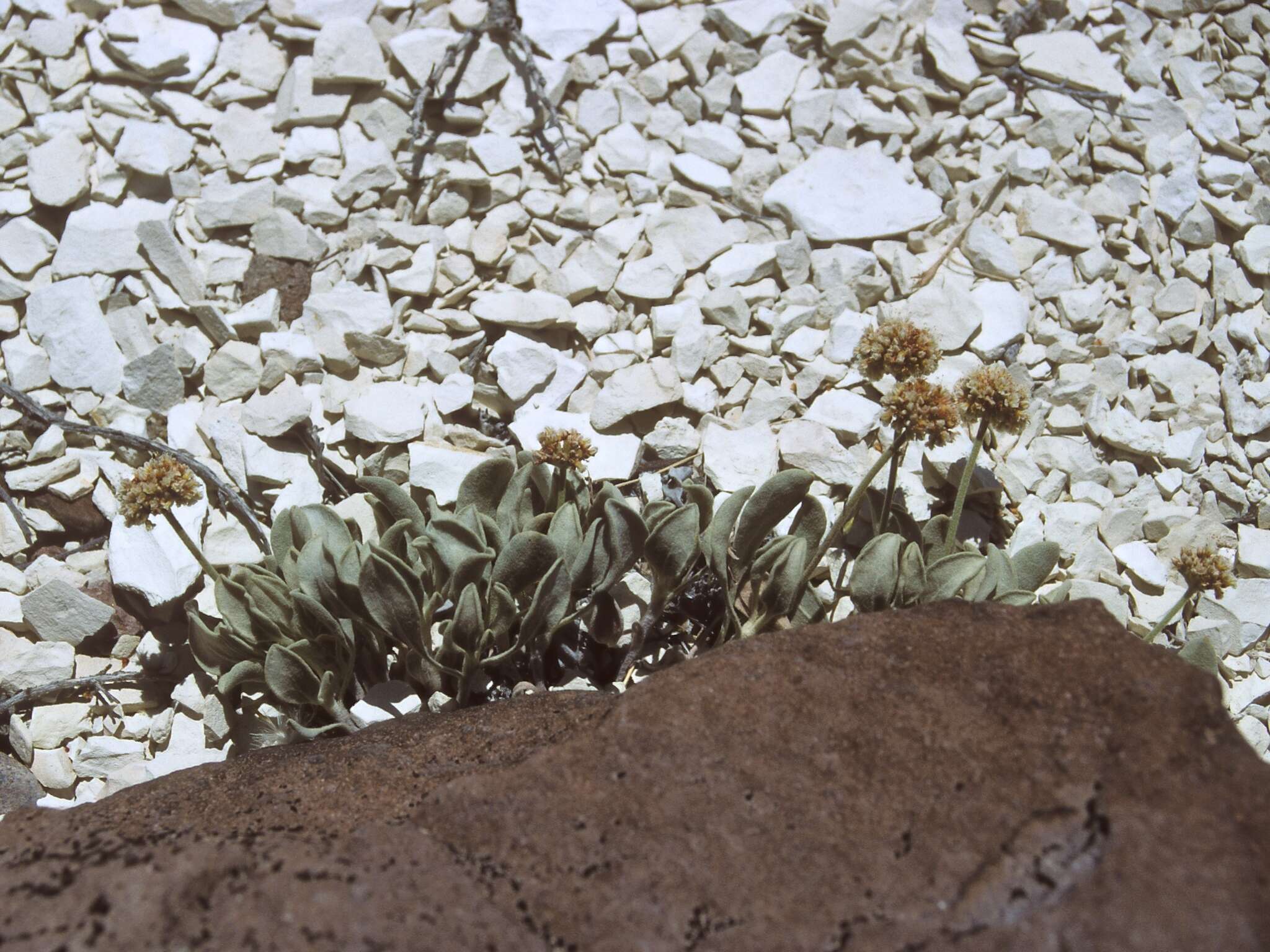 Image of Churchill Narrows buckwheat