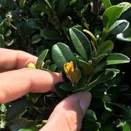 Sivun Buxus liukiuensis (Makino) Makino kuva