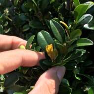 Image of Buxus liukiuensis (Makino) Makino