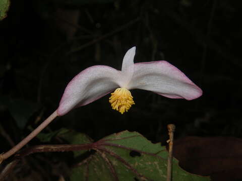 Image of Begonia handelii Irmsch.