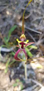 Image of Caladenia integra E. Coleman