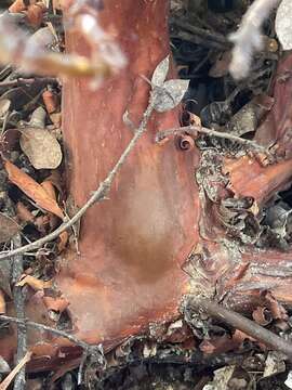 Image of Zaca manzanita