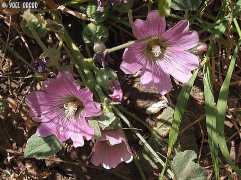 Imagem de Alcea acaulis (Cav.) Alef.