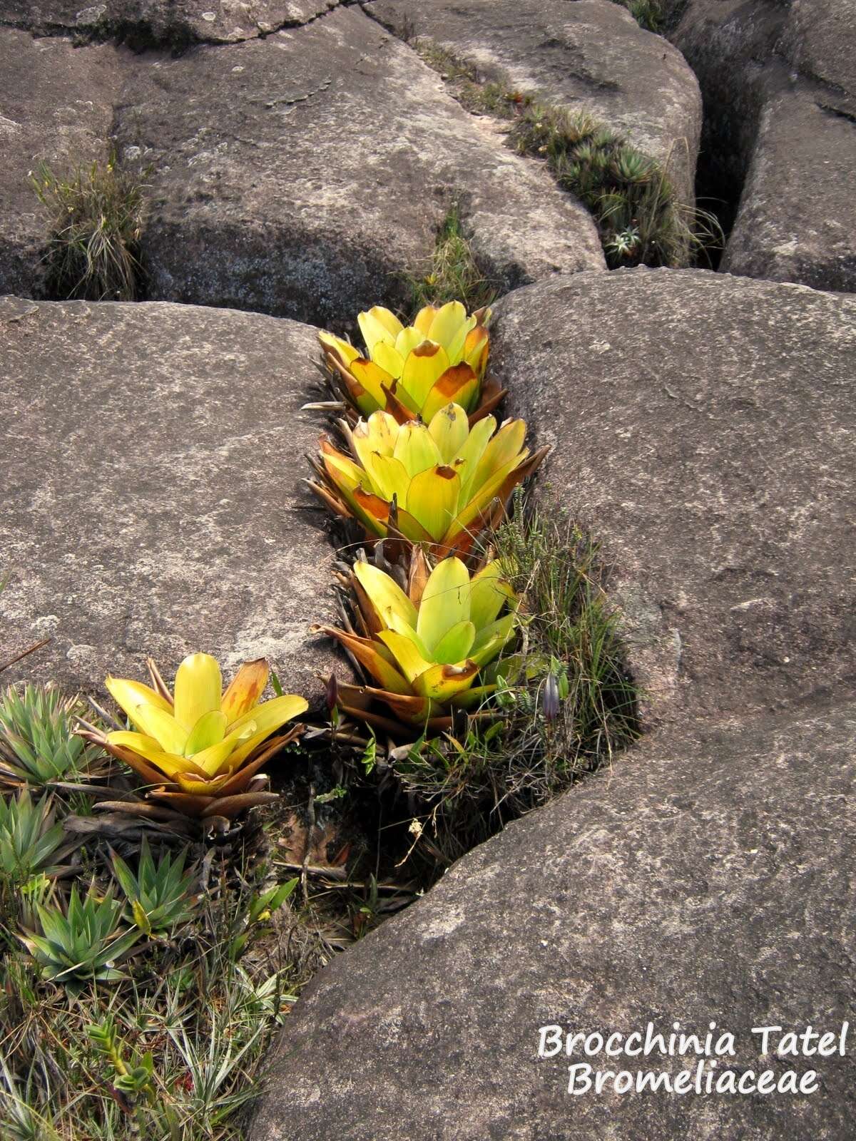 Image of Brocchinia tatei L. B. Sm.