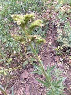 Image de Phacelia procera A. Gray