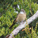 صورة Pachycephala olivacea apatetes Schodde, Mason & IJ 1999