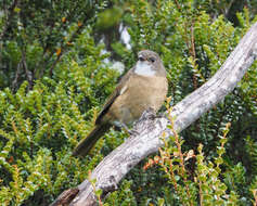 Image of Pachycephala olivacea apatetes Schodde, Mason & IJ 1999