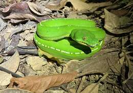 Image of Green Python