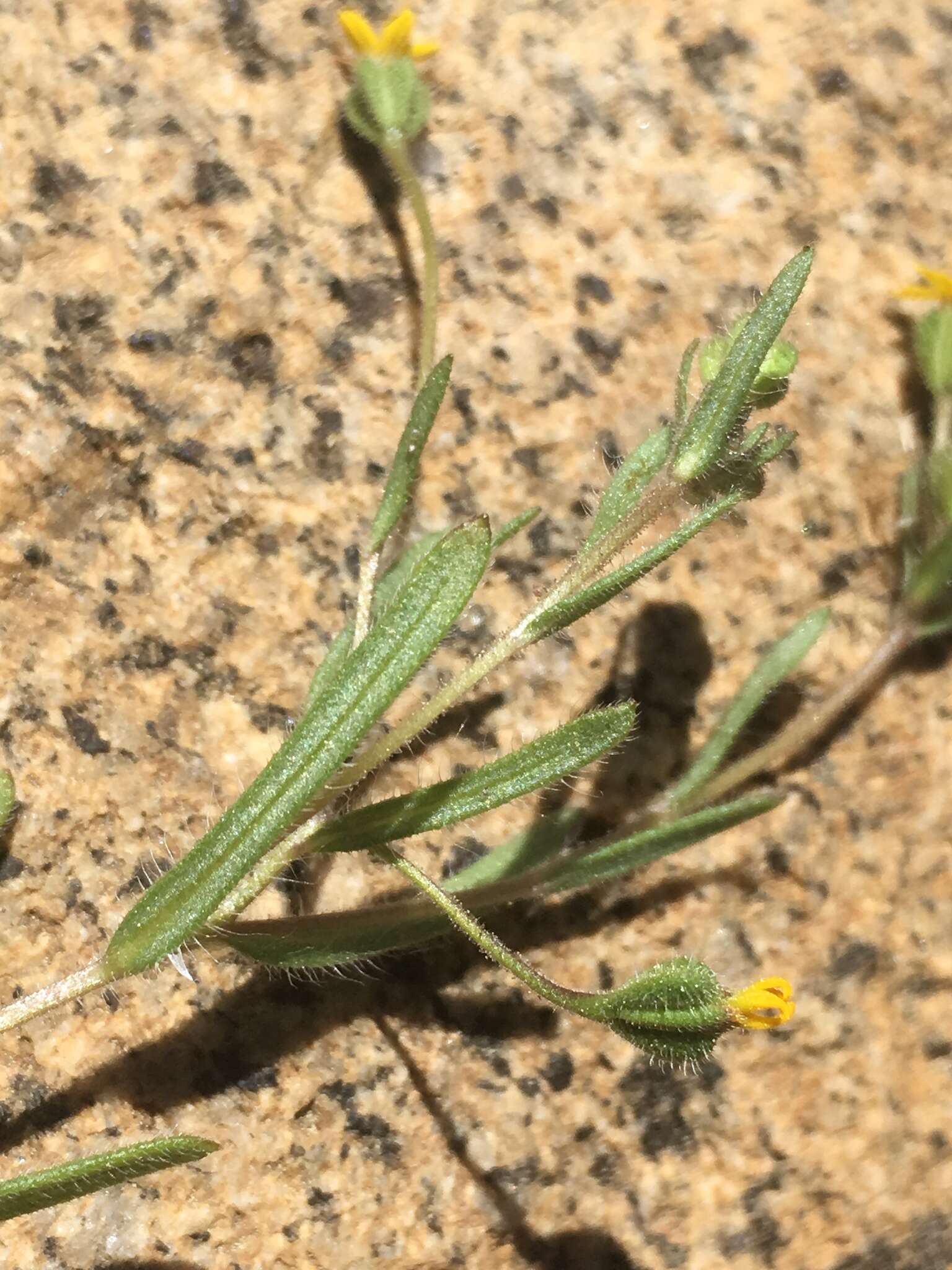 Image of Yosemite tarweed