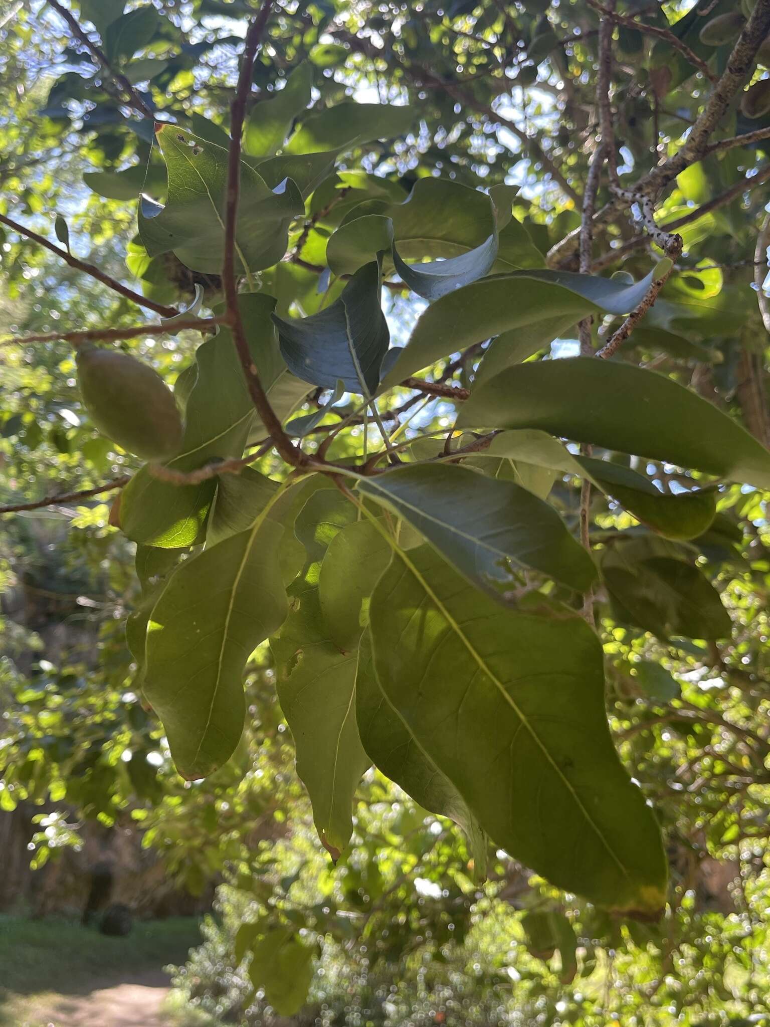 Image of Sapindus oahuensis Hillebr.