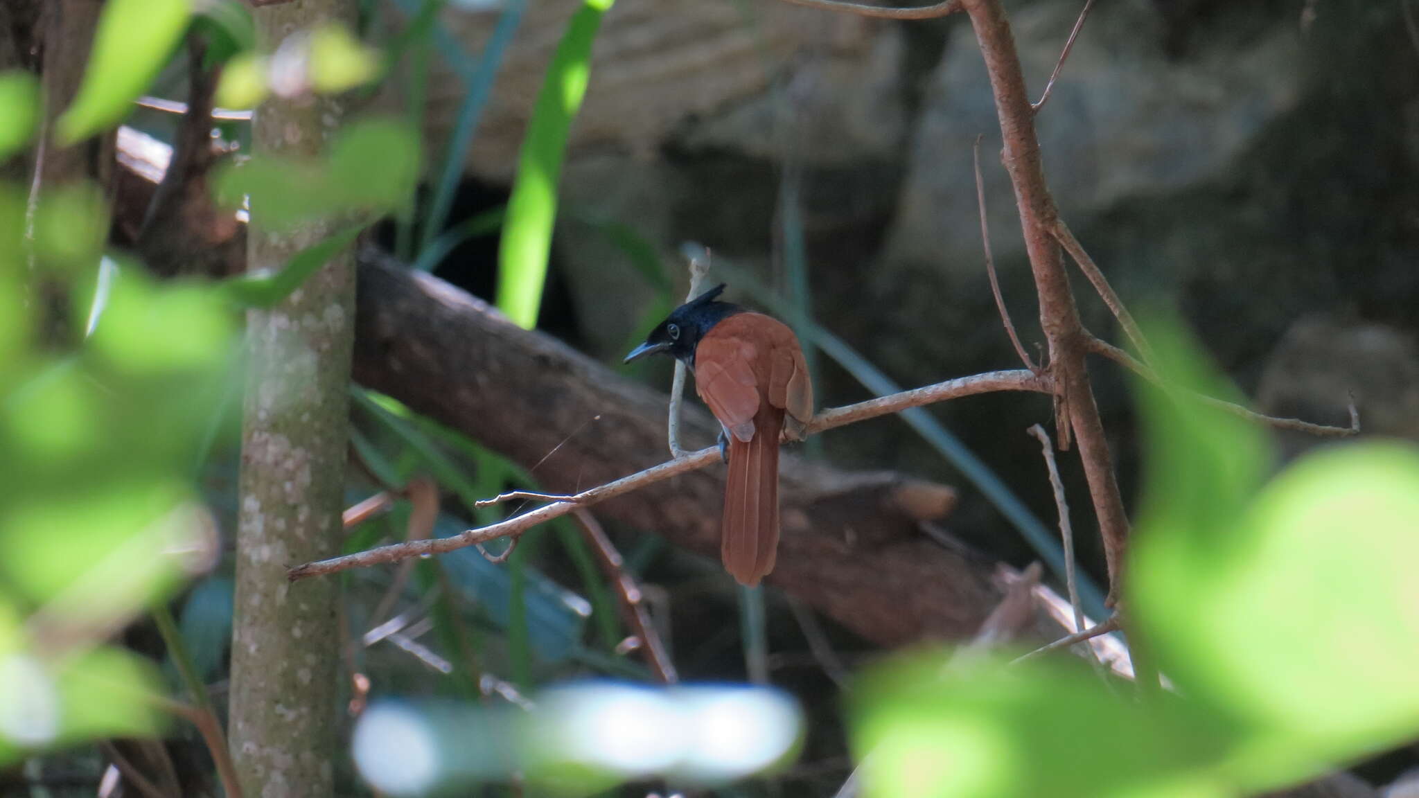 Image of Asian Paradise-Flycatcher