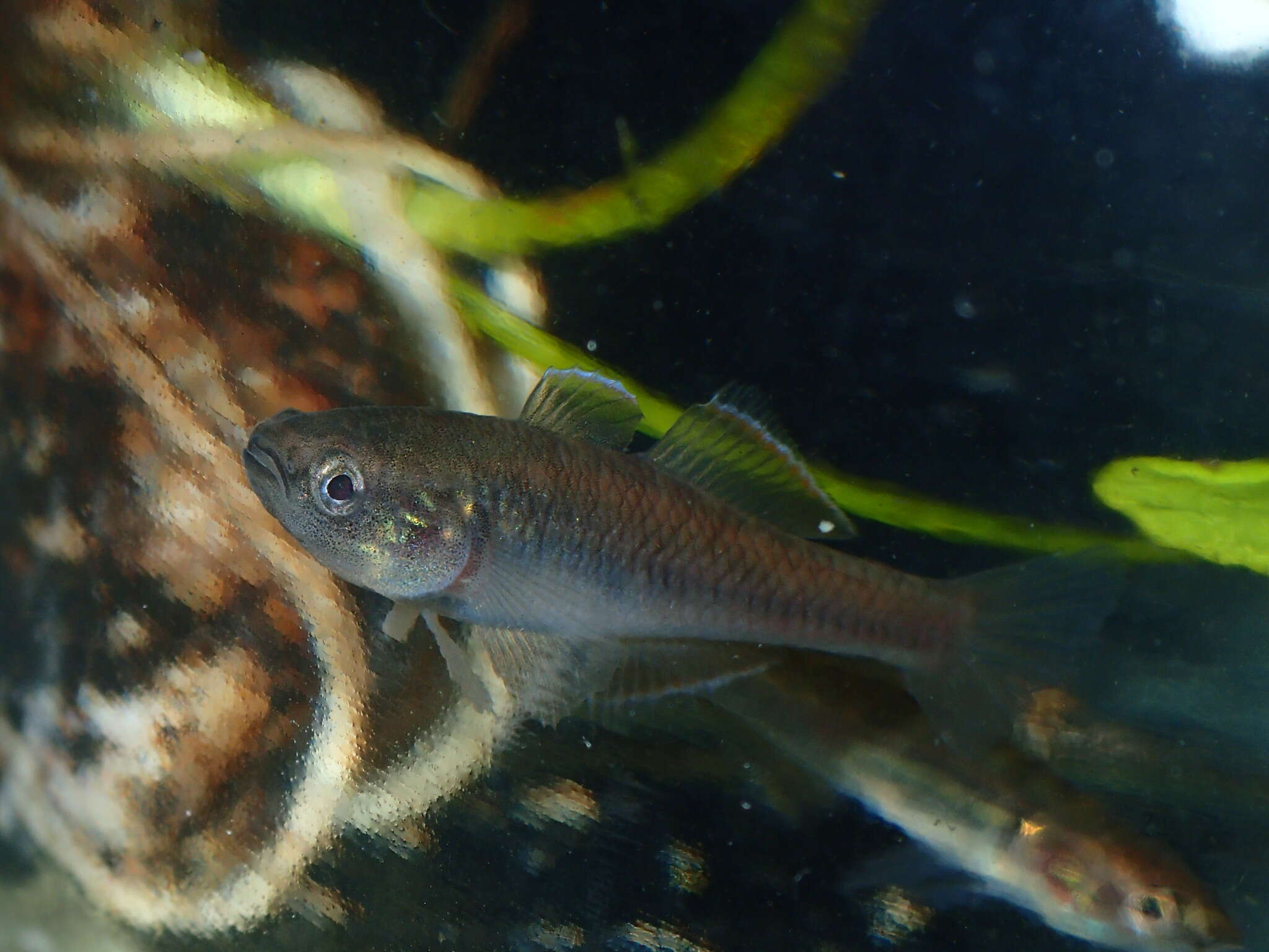 Image of Western carp gudgeon