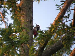 Image of Great Spotted Woodpecker