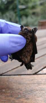 Image of Madeira Pipistrelle