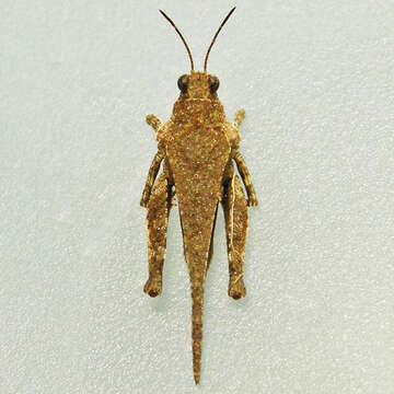 Image of Obscure Pygmy Grasshopper