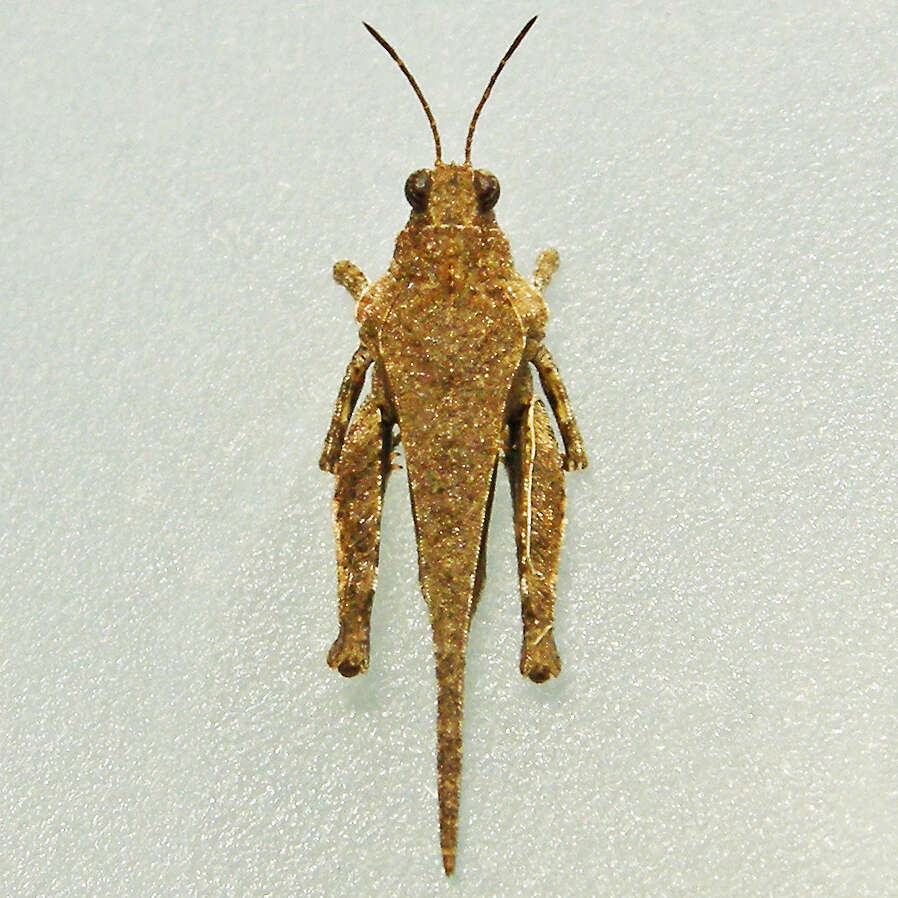 Image of Obscure Pygmy Grasshopper