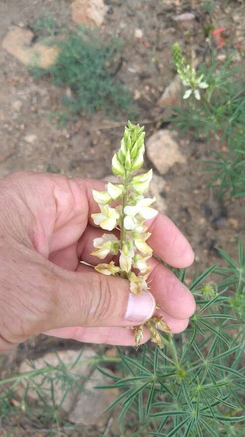 Sivun Lupinus andersonii S. Watson kuva