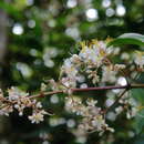 Image of Miconia mexicana (Bonpl.) Naud.