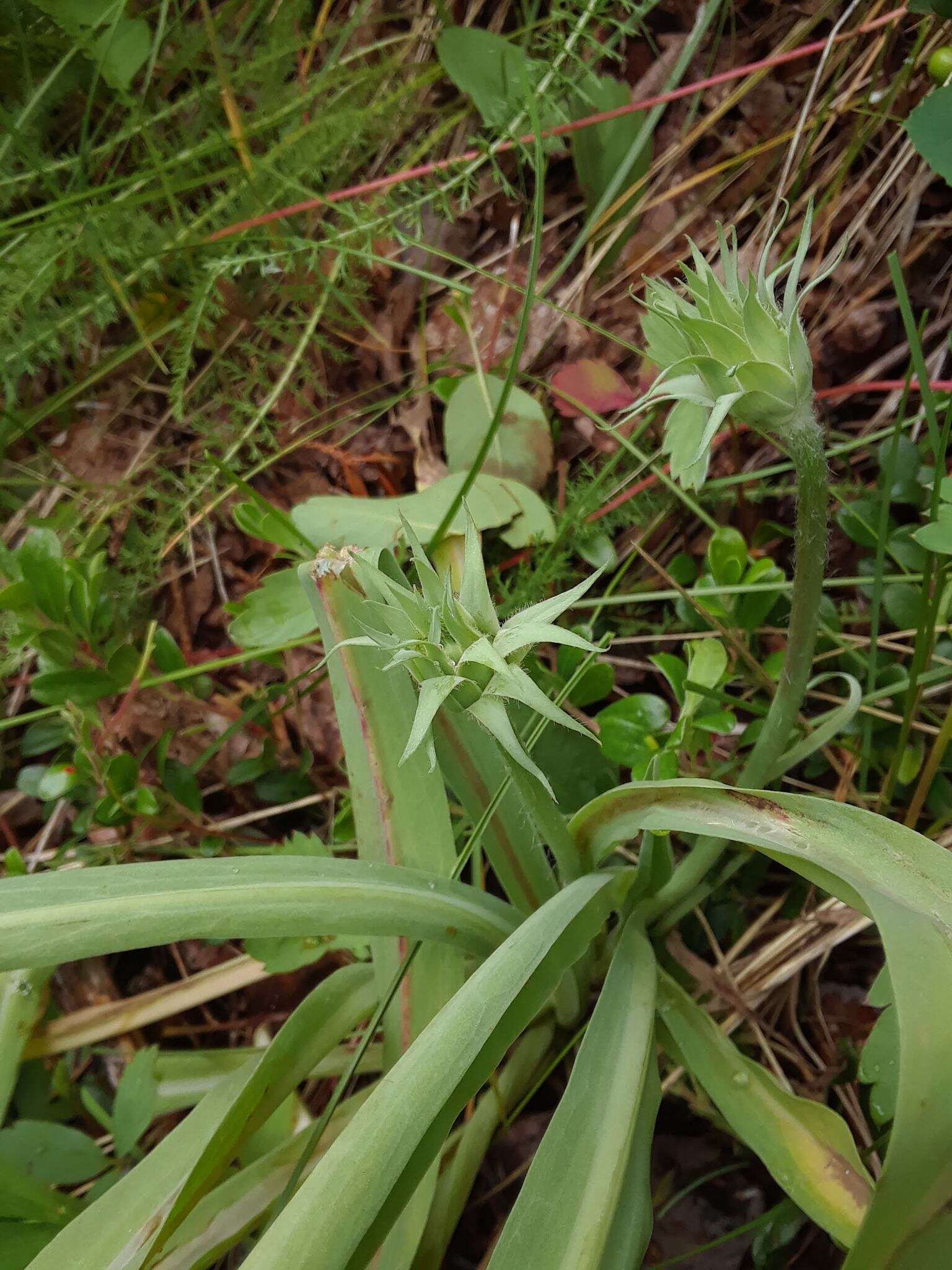 Plancia ëd <i>Agoseris <i>glauca</i></i> var. glauca