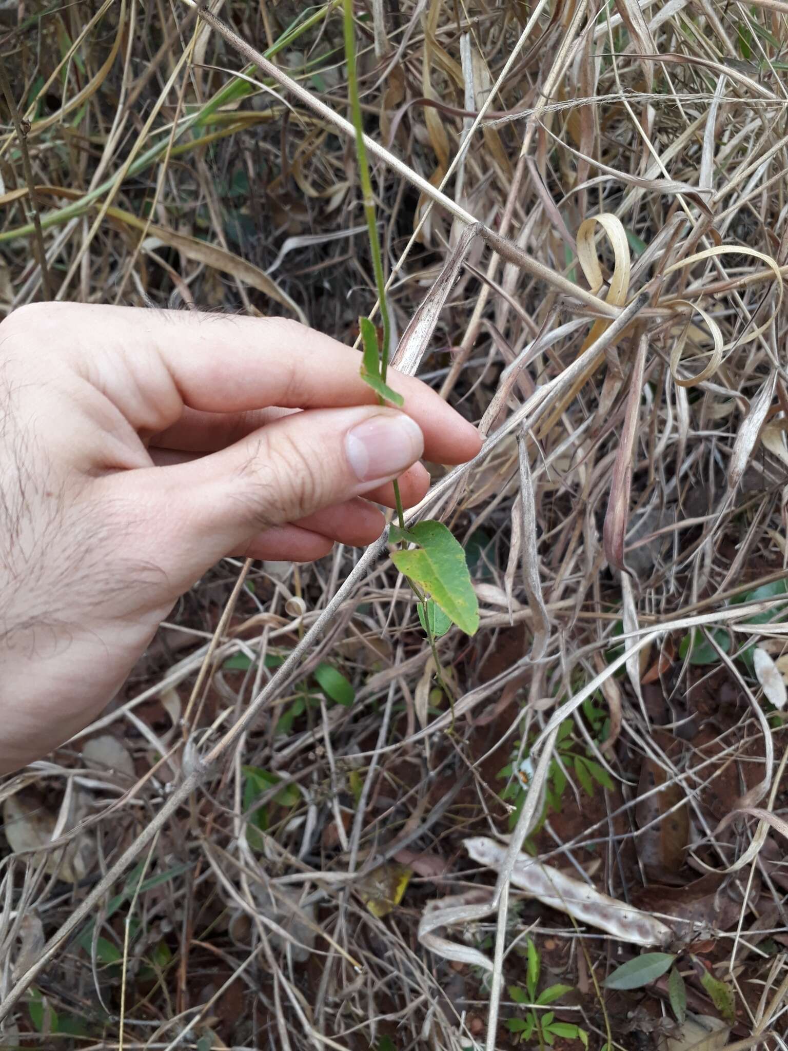 Plancia ëd Dalechampia caperonioides Baill.