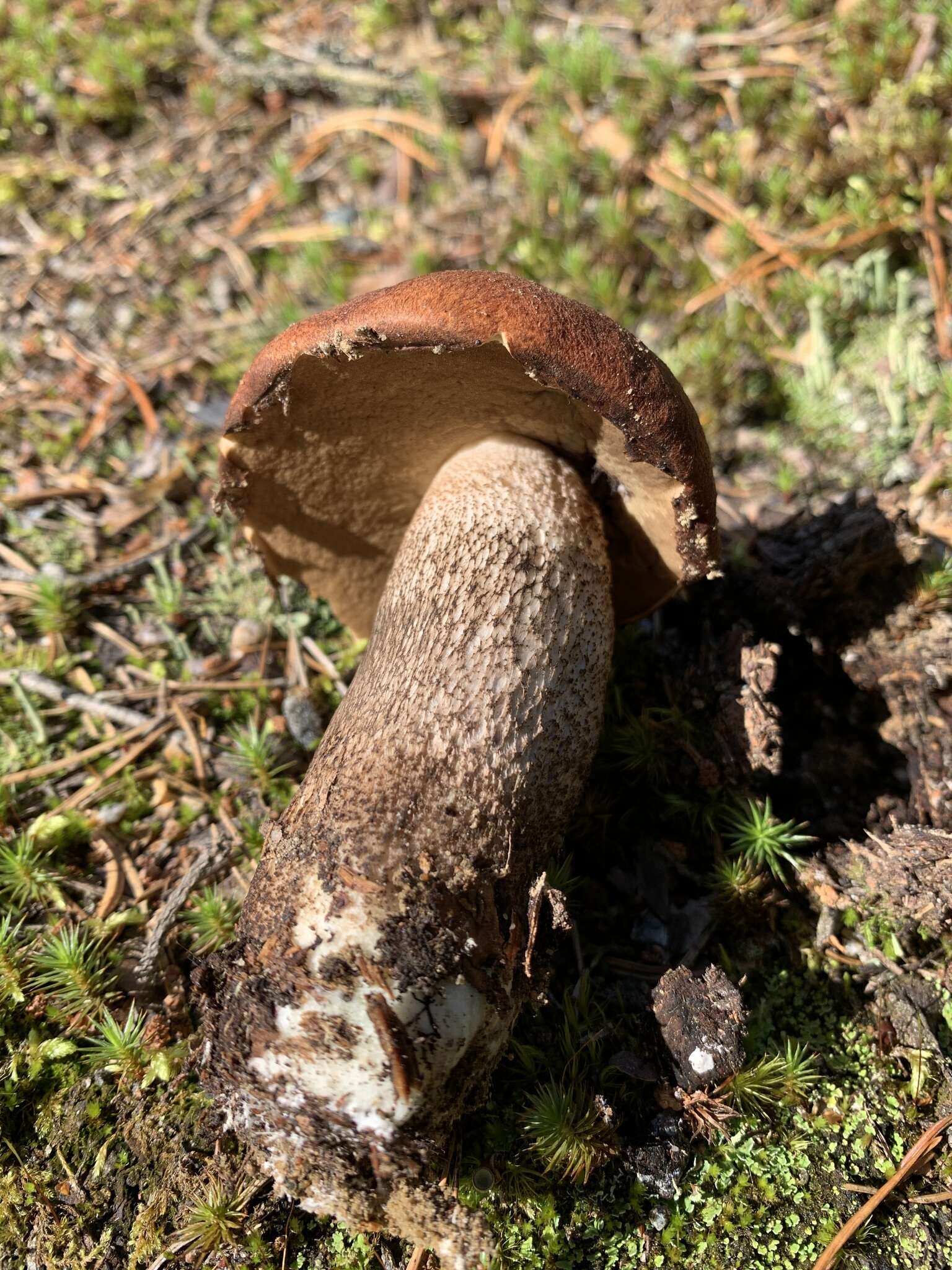 Image of Leccinum vulpinum Watling 1961