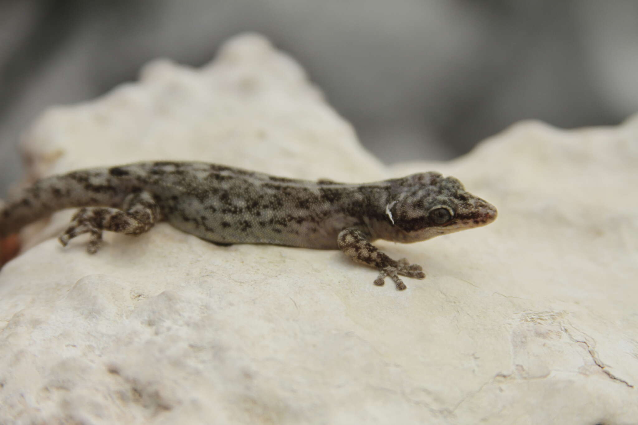 Image of Gilbert's Leaf-toed Gecko