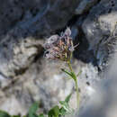 Image de Valeriana apula Pourr.