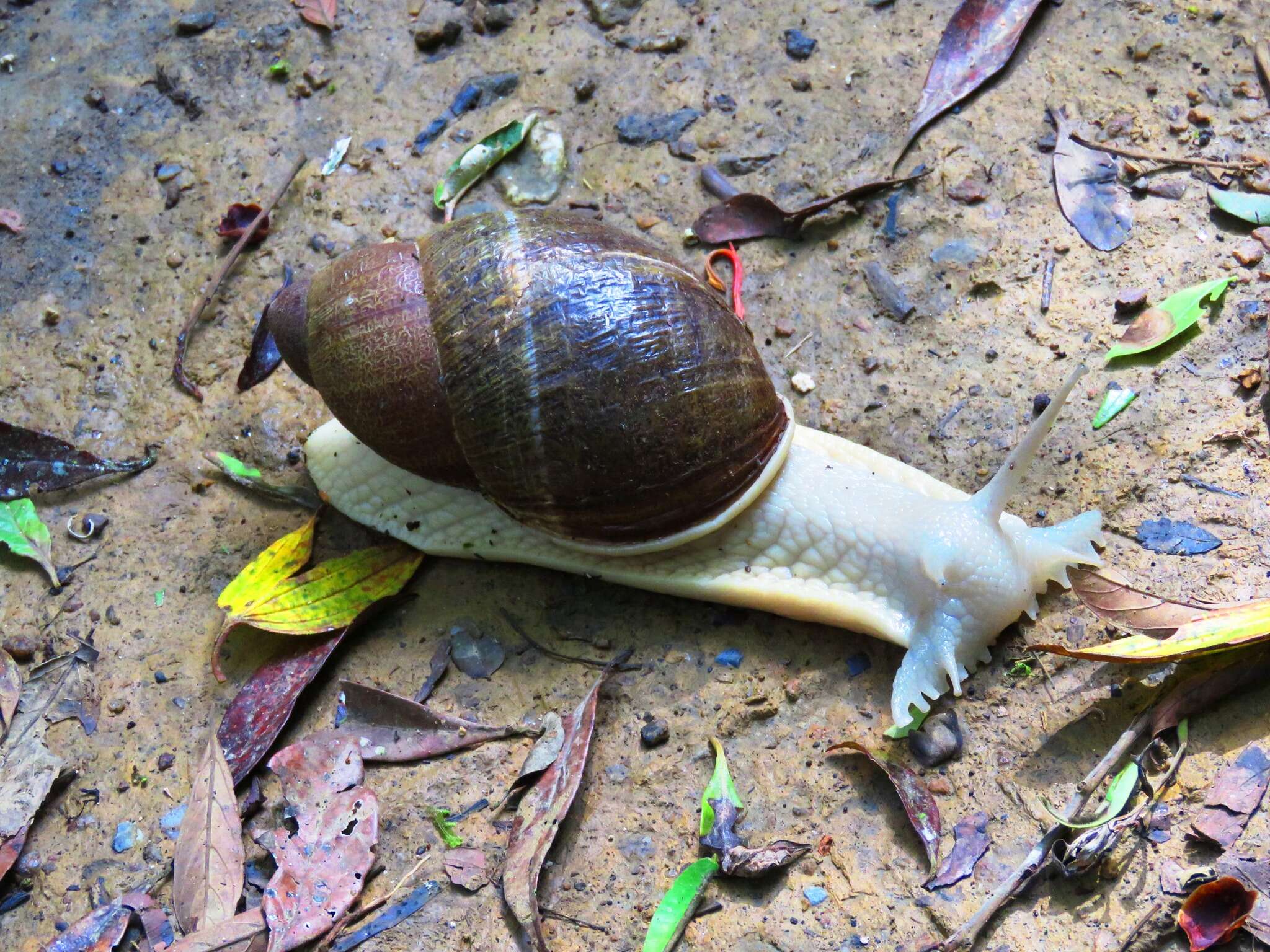 صورة Megalobulimus dryades Fontenelle, Simone & Cavallari 2021