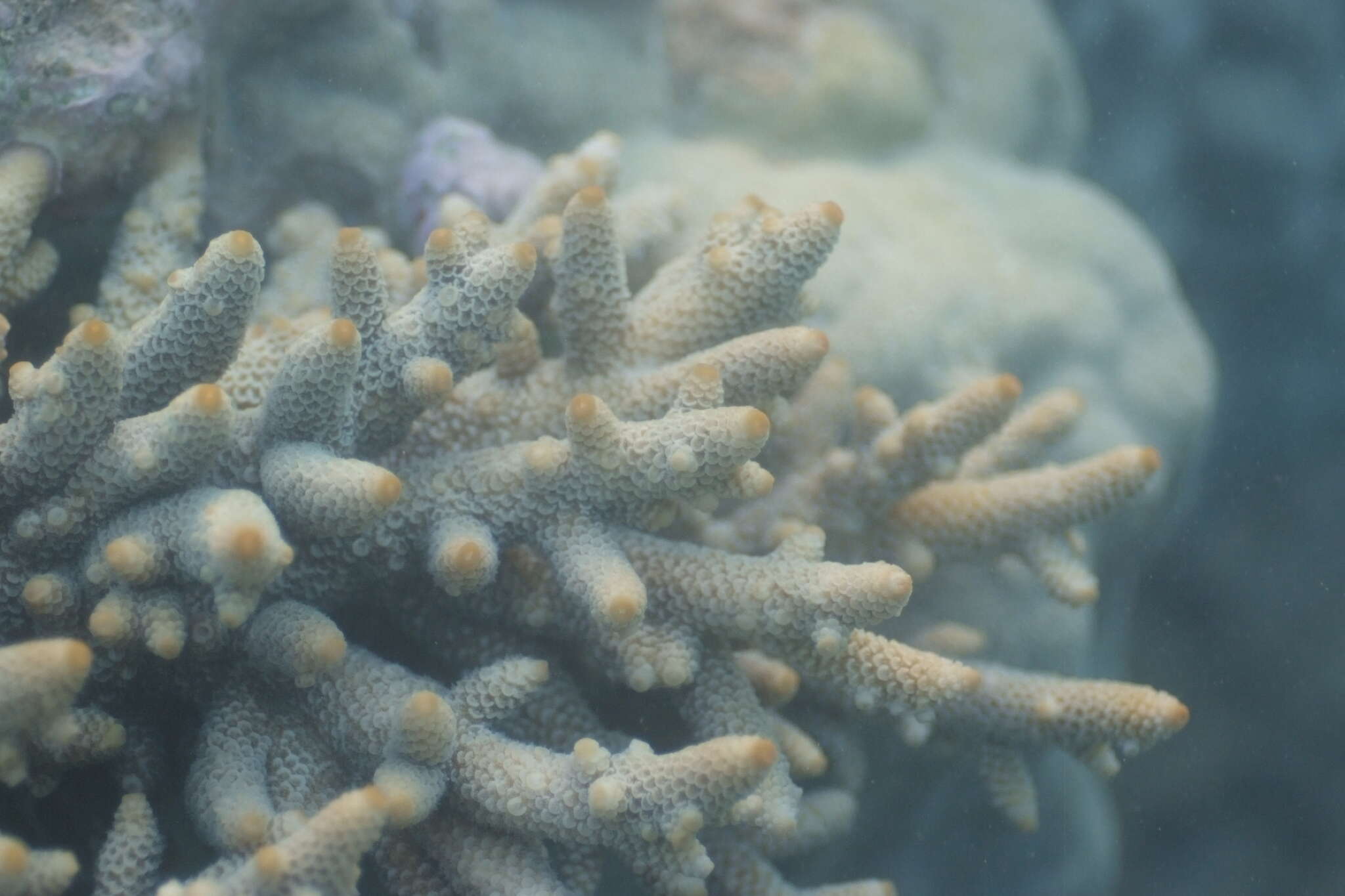 Imagem de Acropora spathulata (Brook 1891)