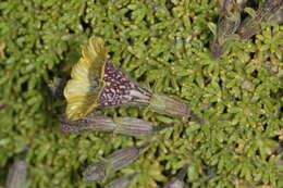 Image of Fabiana australis Alaria