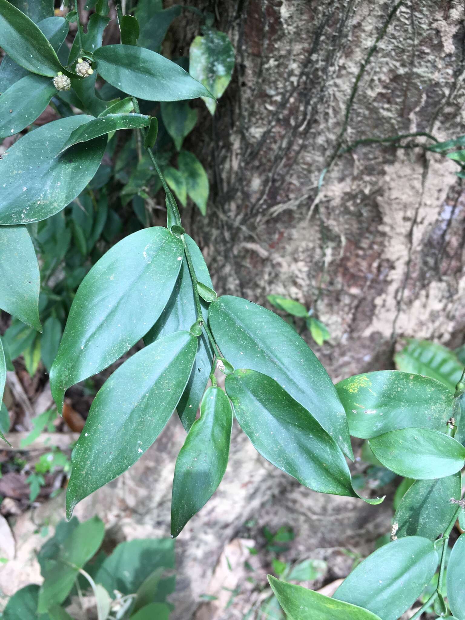 Image of Pothos chinensis (Raf.) Merr.