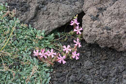 Imagem de Saponaria sicula Raf.