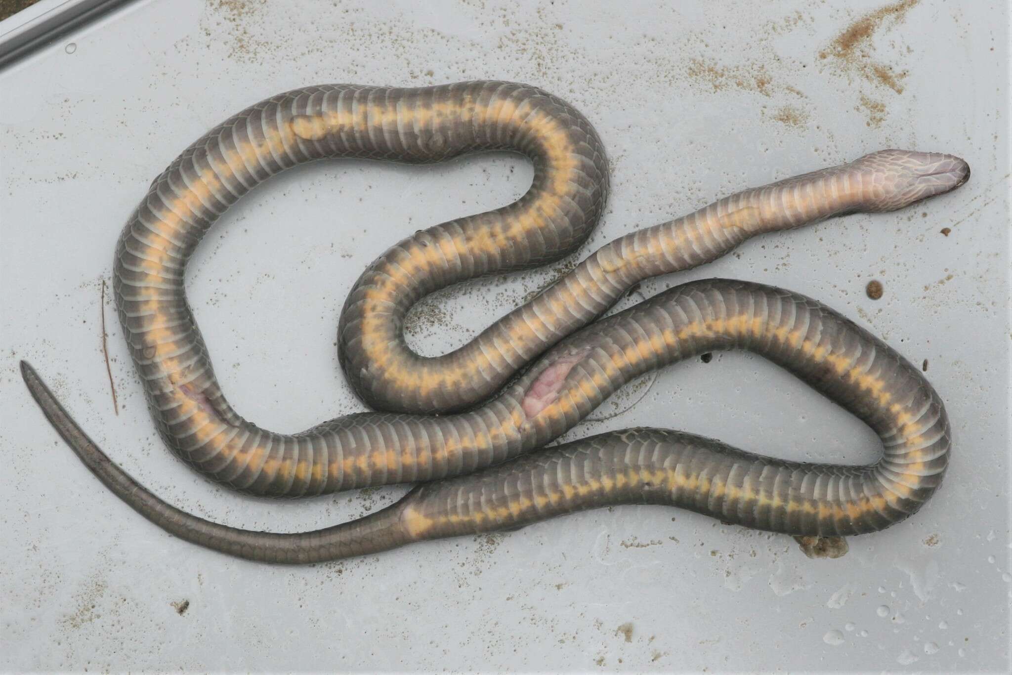 Image of Hallowell's House Snake