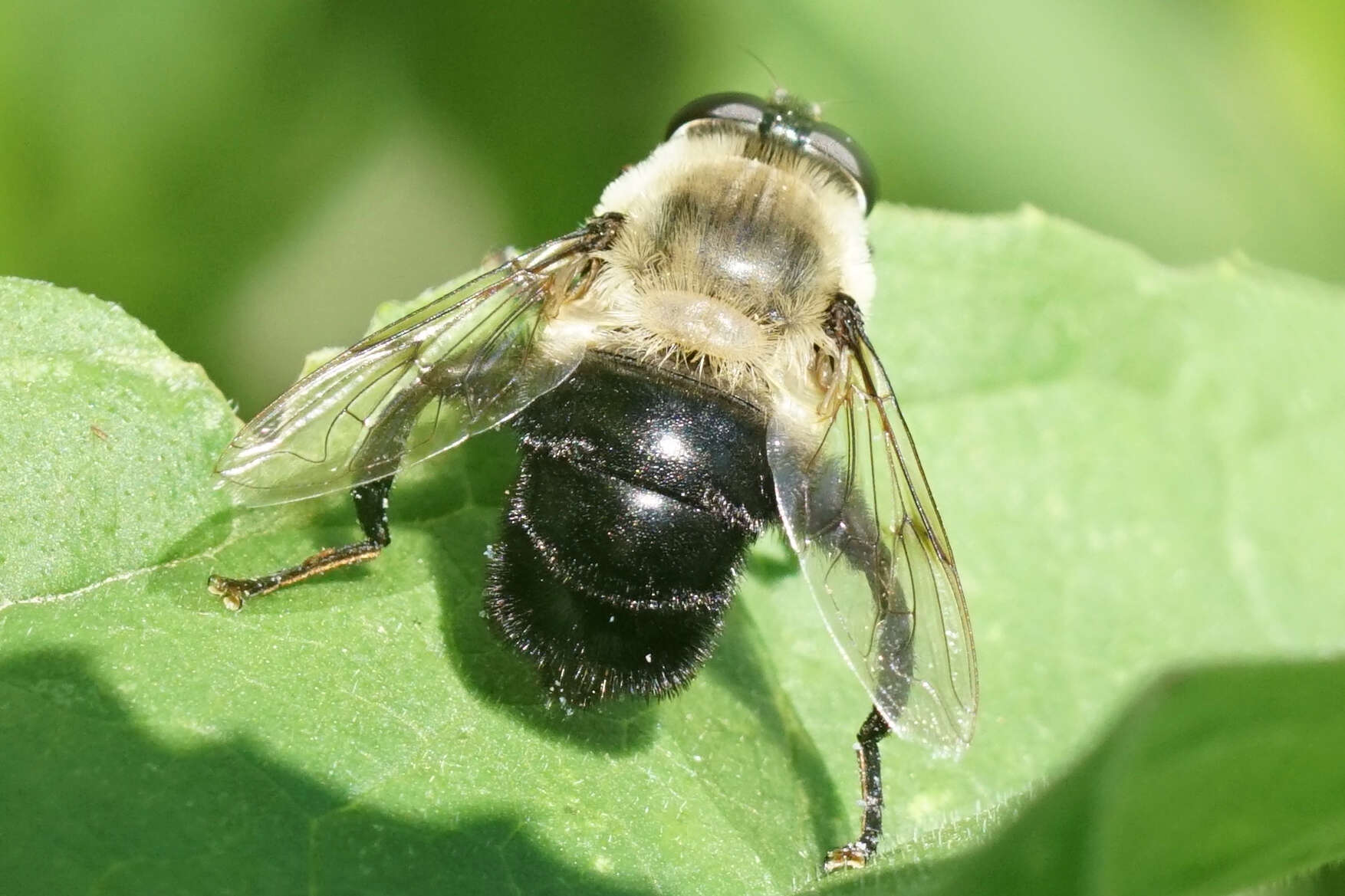 Image of Mallota bautias (Walker 1849)