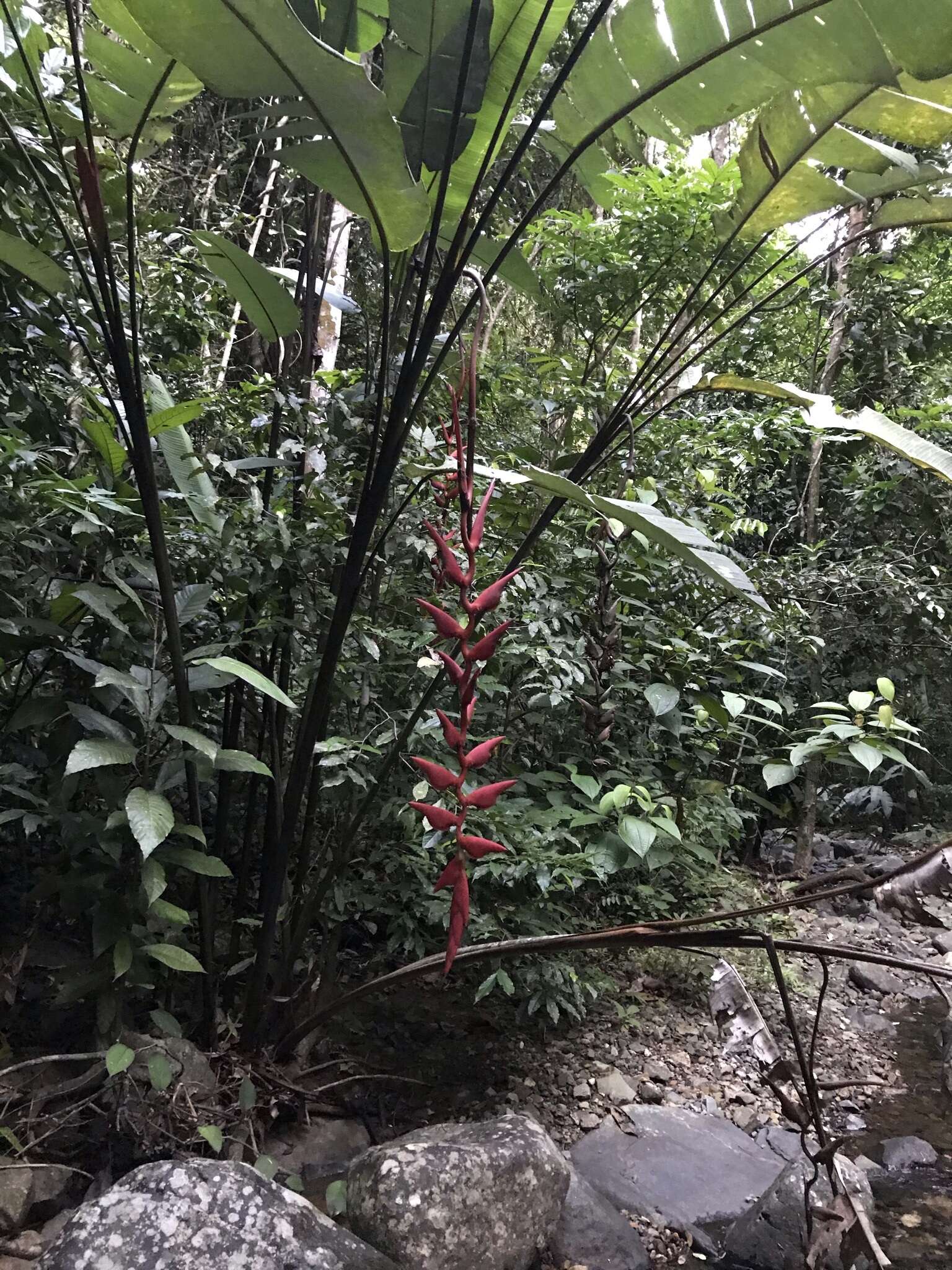 Image of Heliconia curtispatha Petersen