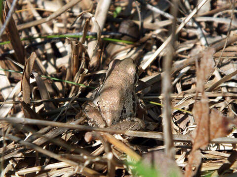 Image of Strecker's Chorus Frog