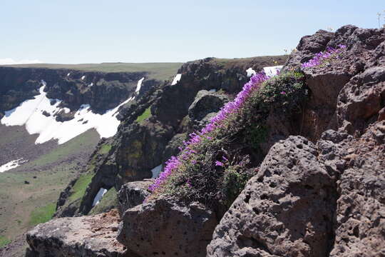 Image of timberline beardtongue