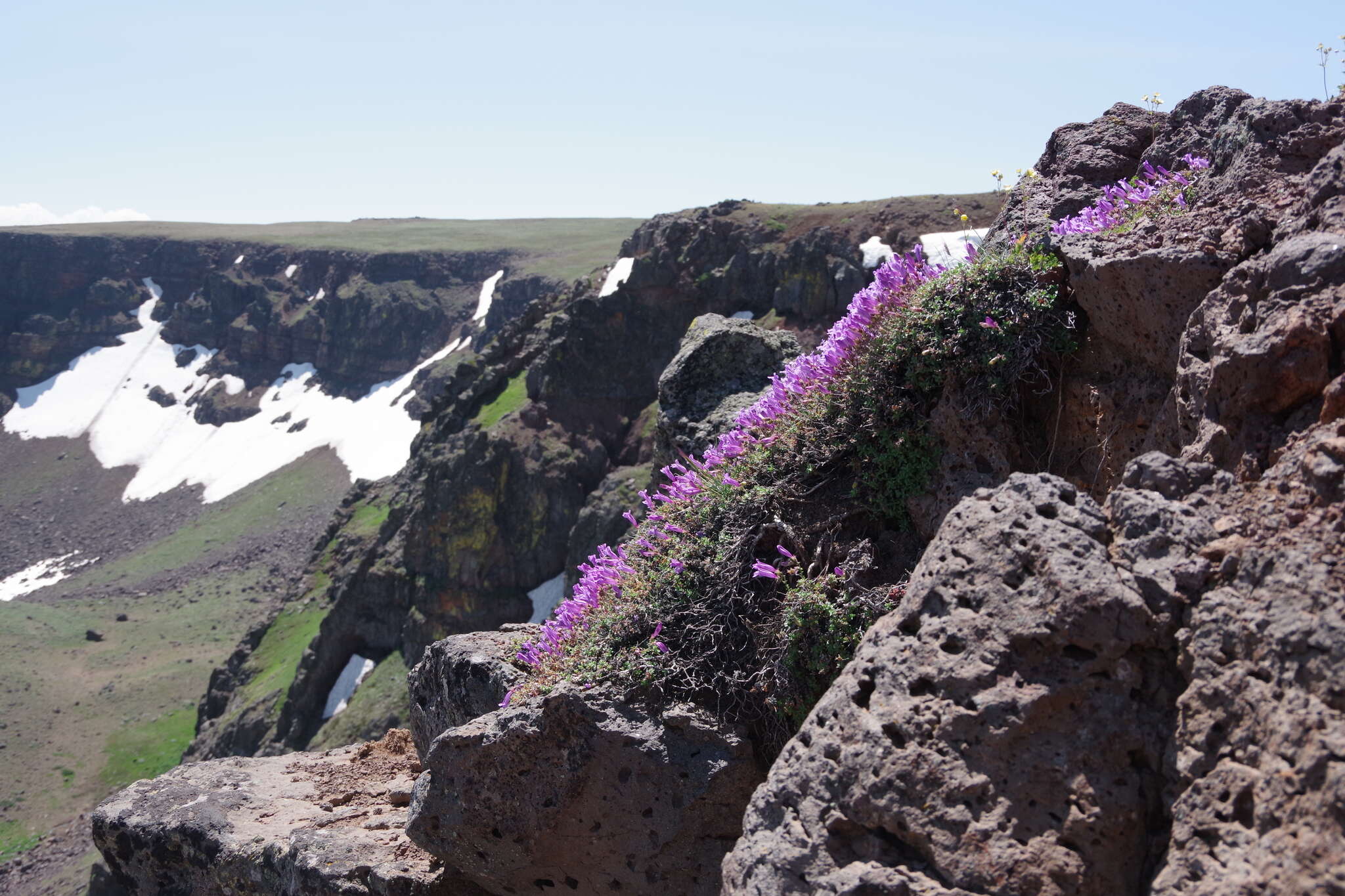 Image of timberline beardtongue