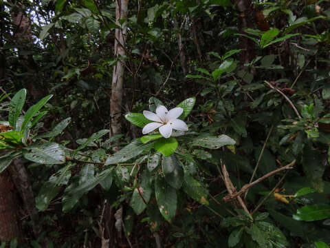 Image of Gardenia scabrella Puttock