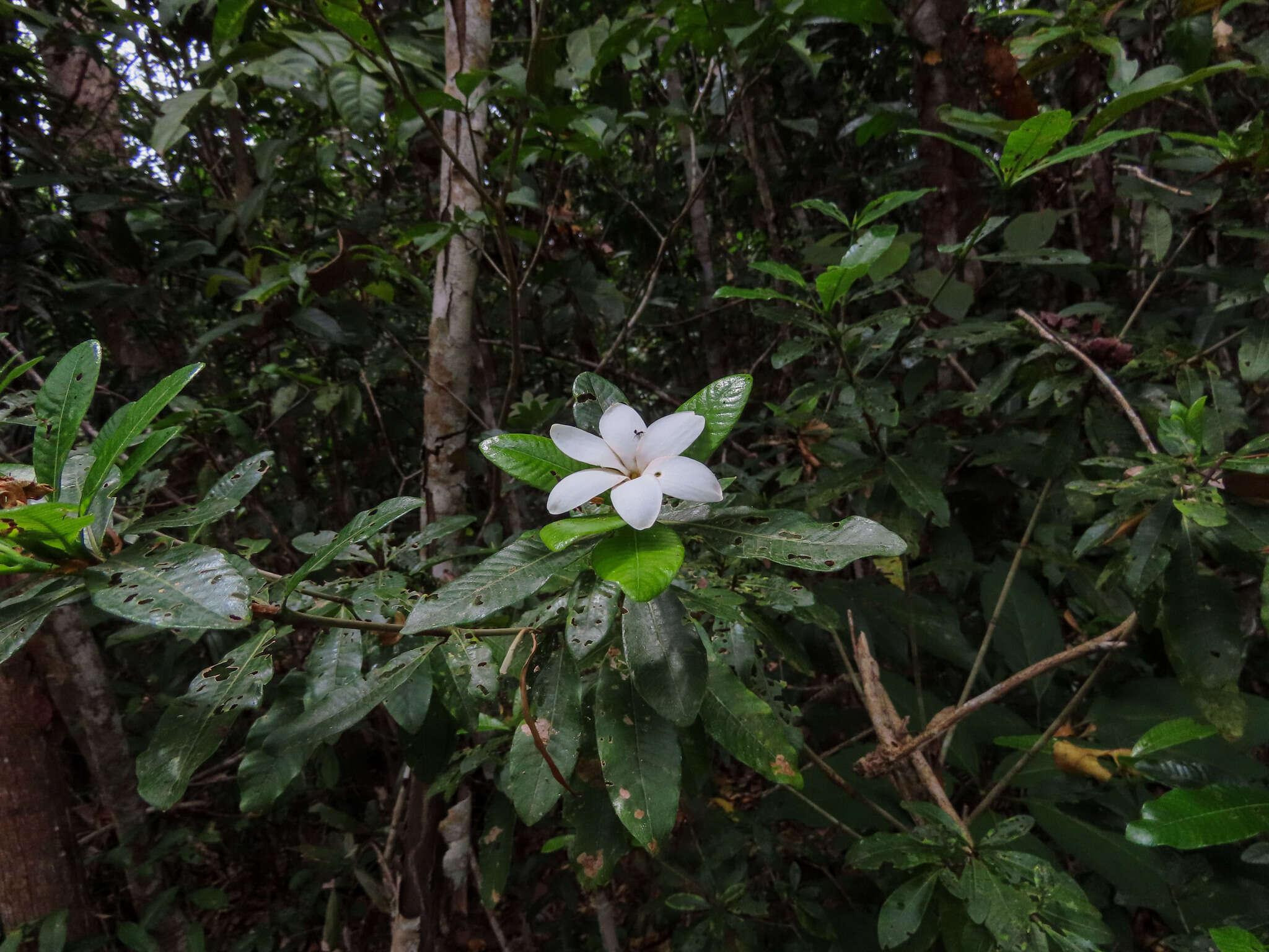 Imagem de Gardenia scabrella Puttock