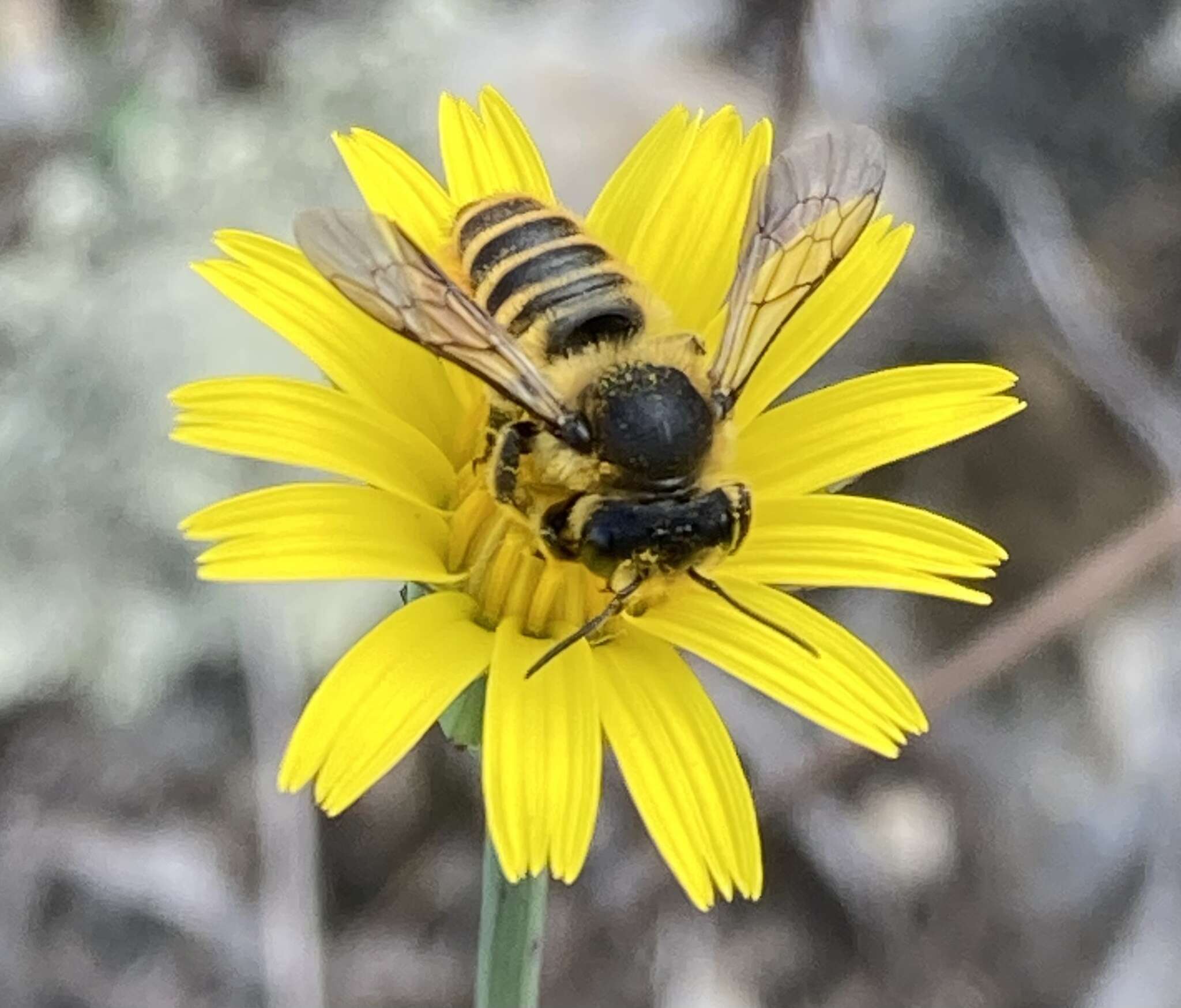 Imagem de Megachile melanopyga Costa 1863