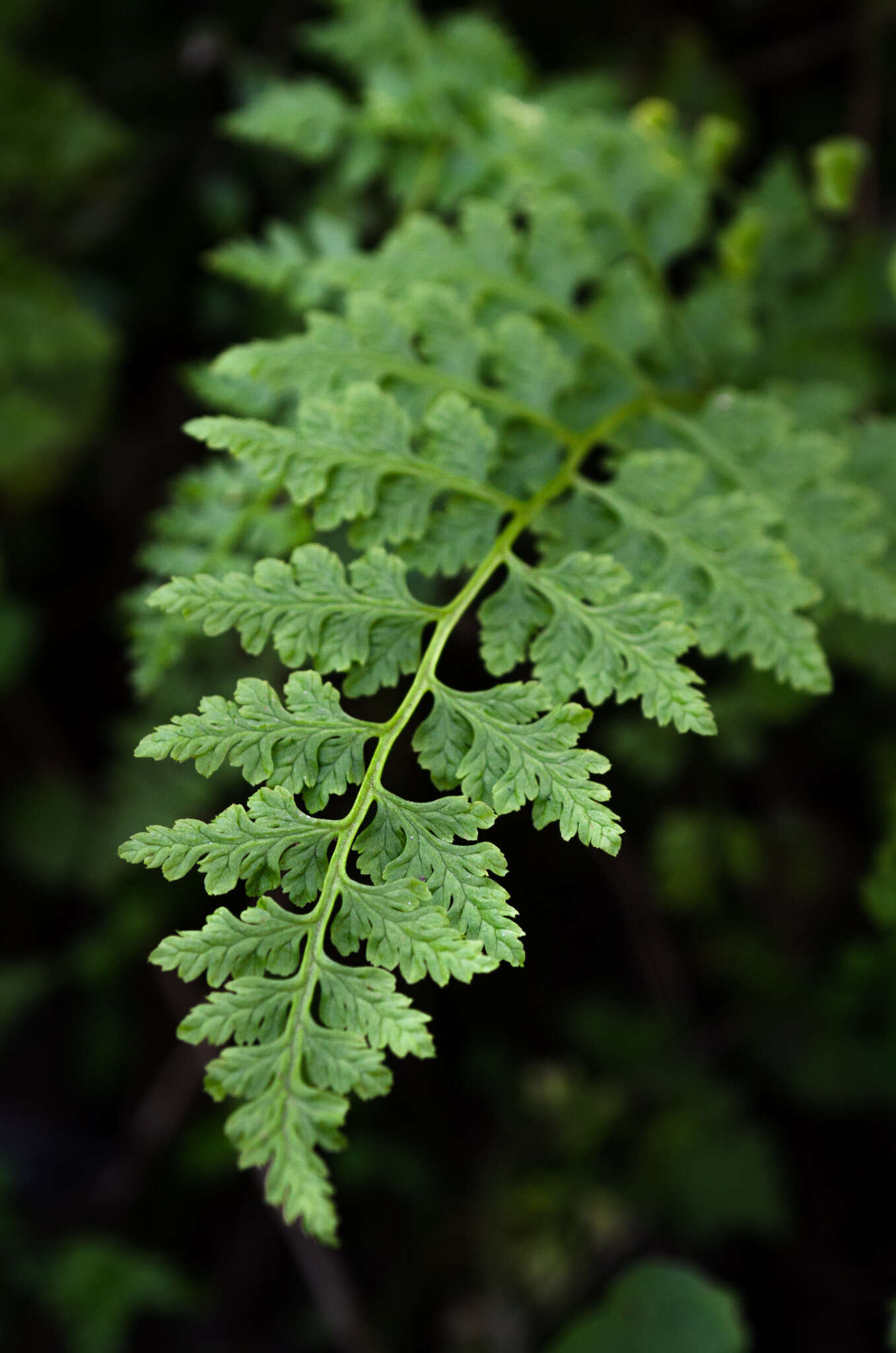 Image of Cystopteris fragilis var. apiiformis (Gand.) Blasdell