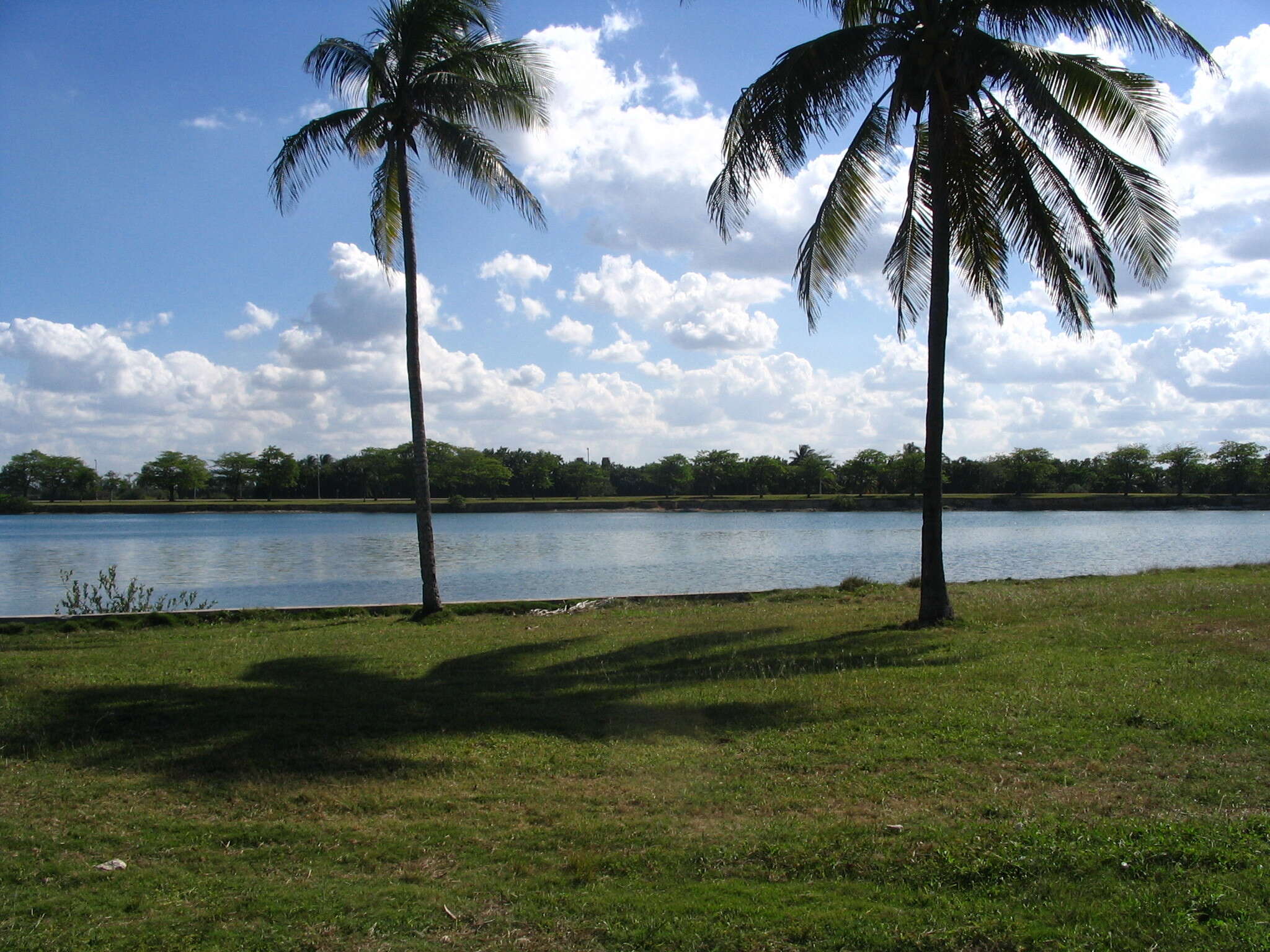 Image of coconut palm