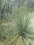 Image of Xanthorrhoea semiplana subsp. semiplana